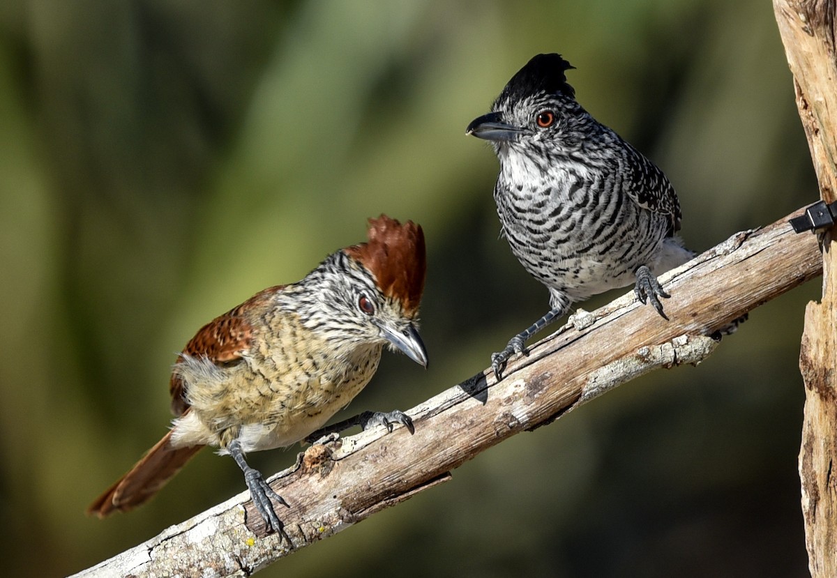 Barred Antshrike (Caatinga) - ML641837627
