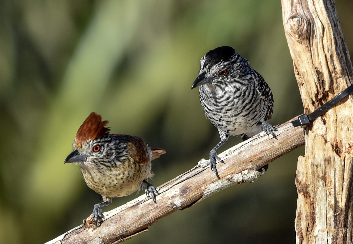 Barred Antshrike (Caatinga) - ML641837628