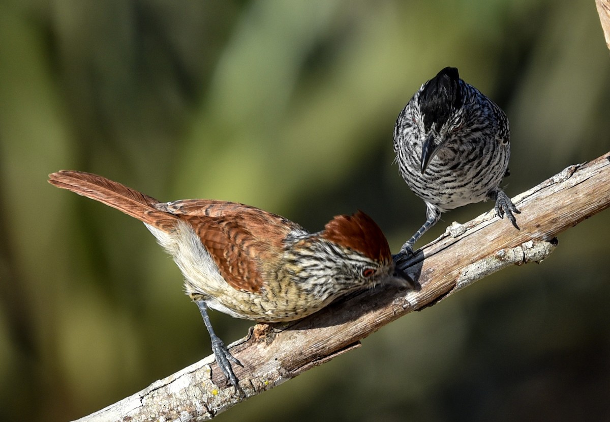 Barred Antshrike (Caatinga) - ML641837629