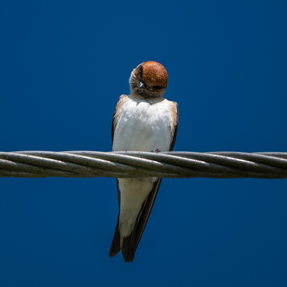 Fairy Martin - ML641837647