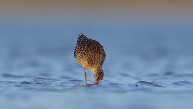 Ruff - ML641837677