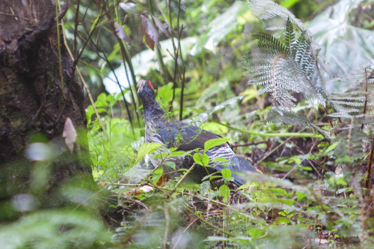 Kalij Pheasant - ML641837679