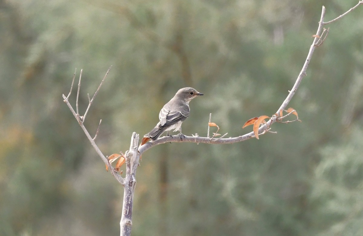 lejsek šedý - ML641837685