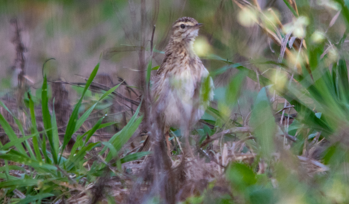 Australian Pipit - ML641837695