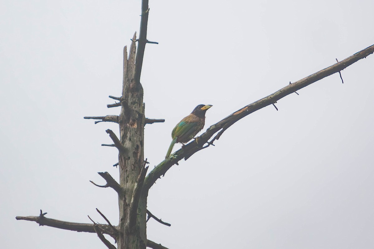 Great Barbet - ML641837712
