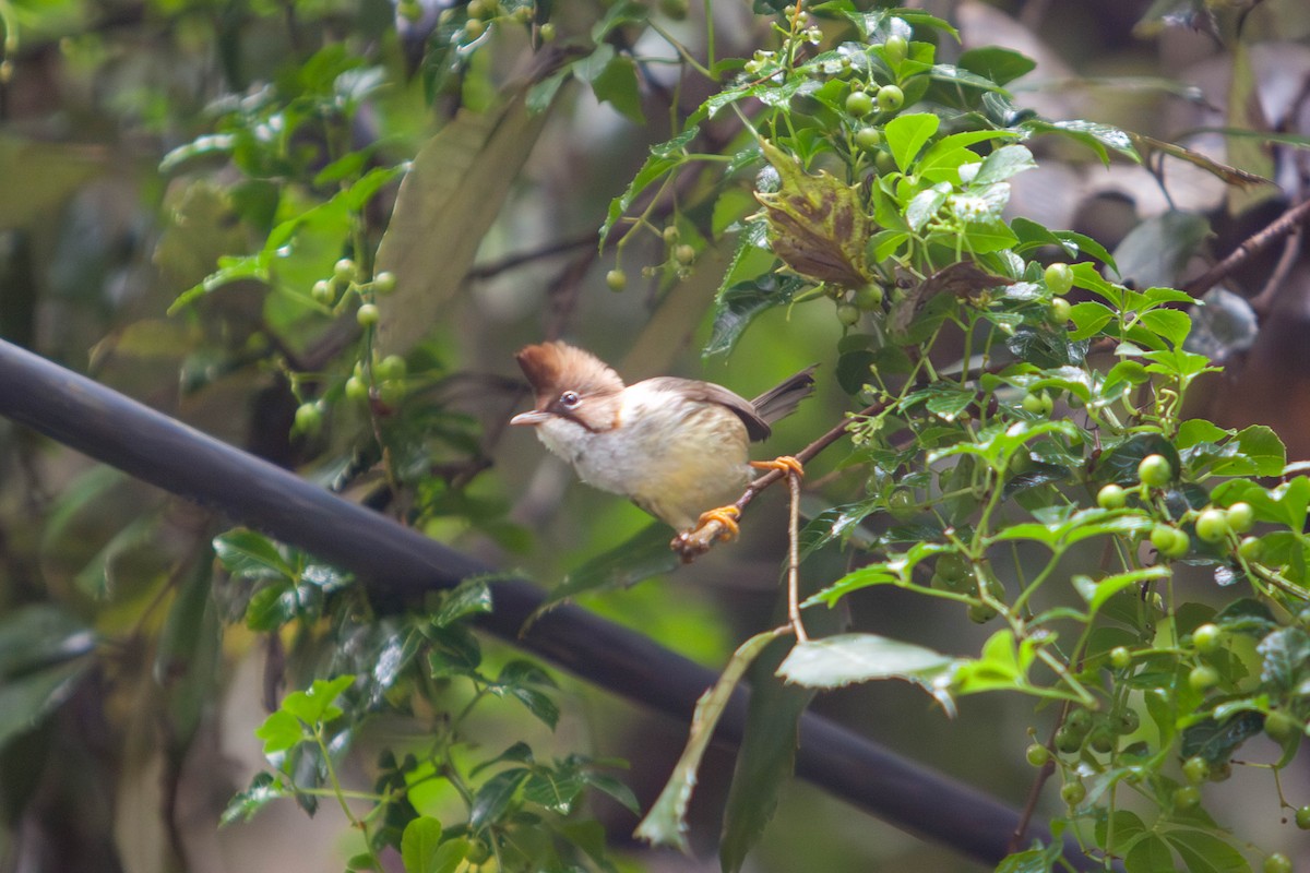 Yuhina Bigotuda - ML641837720
