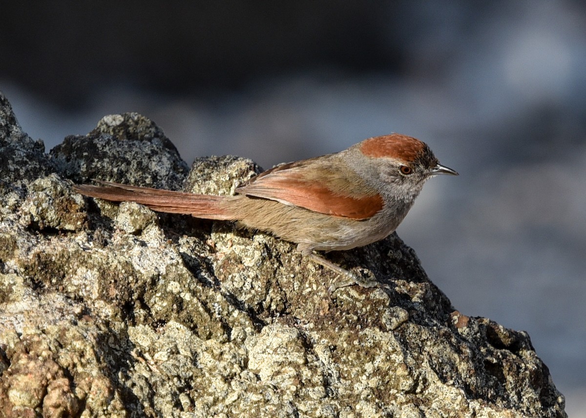 Sooty-fronted Spinetail - ML641837726