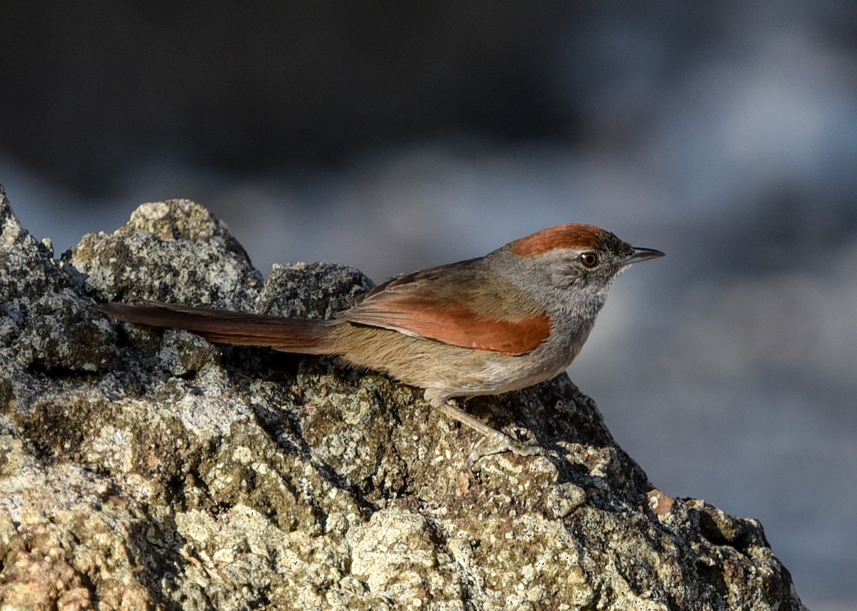Sooty-fronted Spinetail - ML641837727