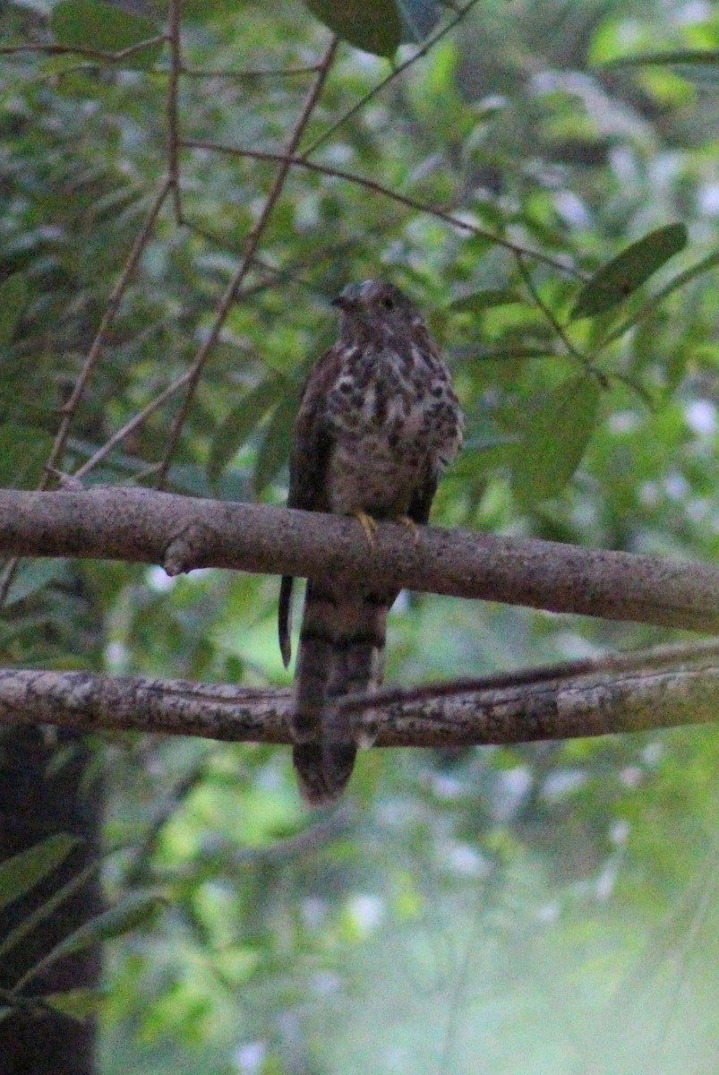 Common Hawk-Cuckoo - ML641837733