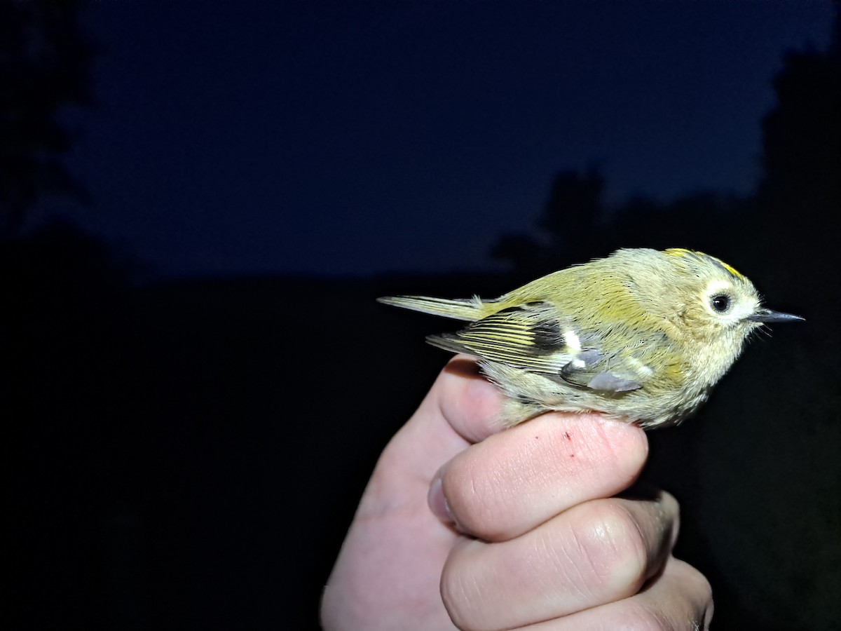 Goldcrest - ML641837741