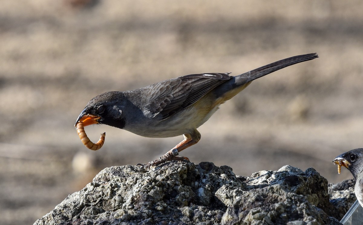 Black-throated Saltator - ML641837750