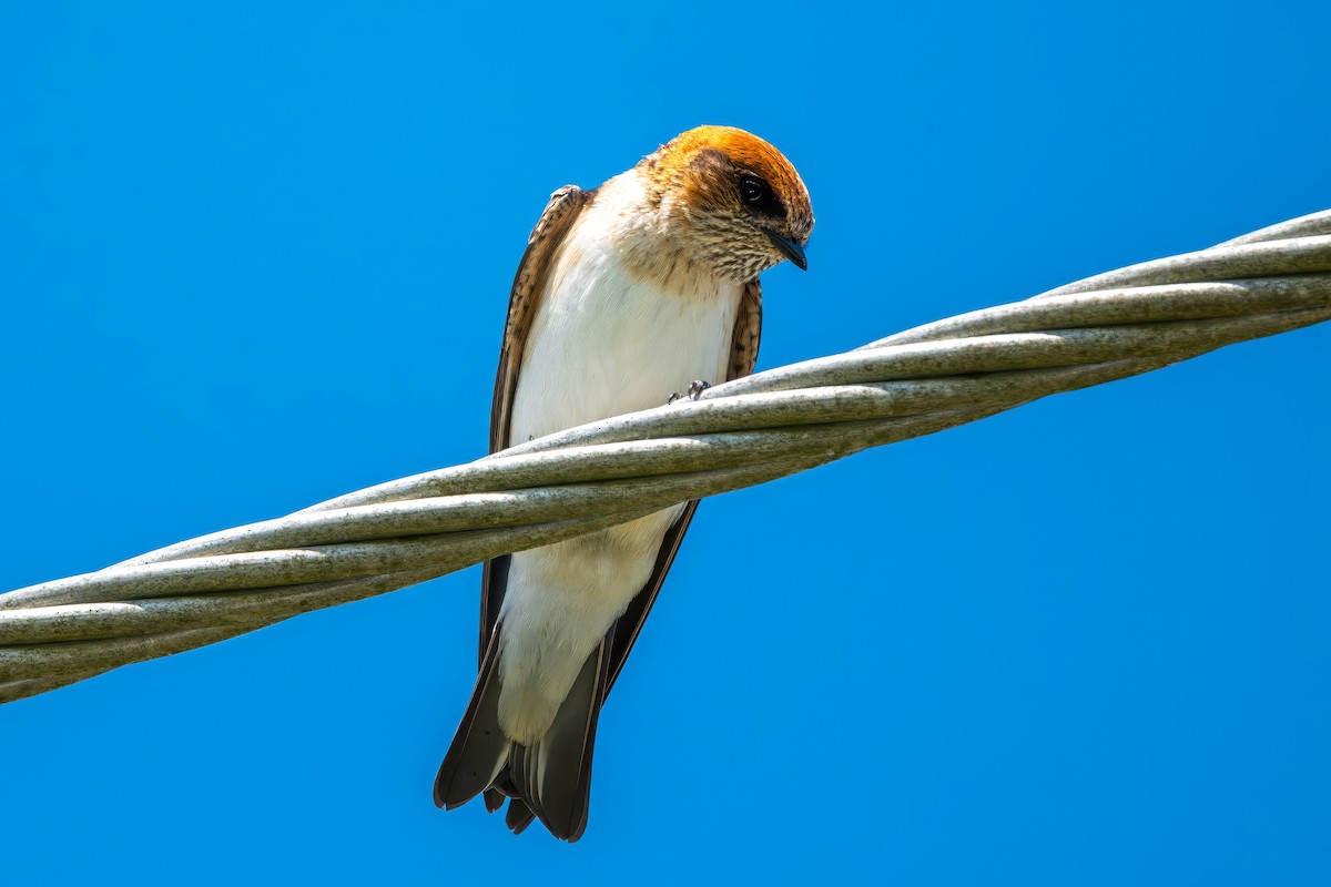Fairy Martin - ML641837755