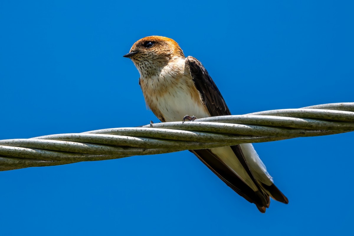 Fairy Martin - ML641837756