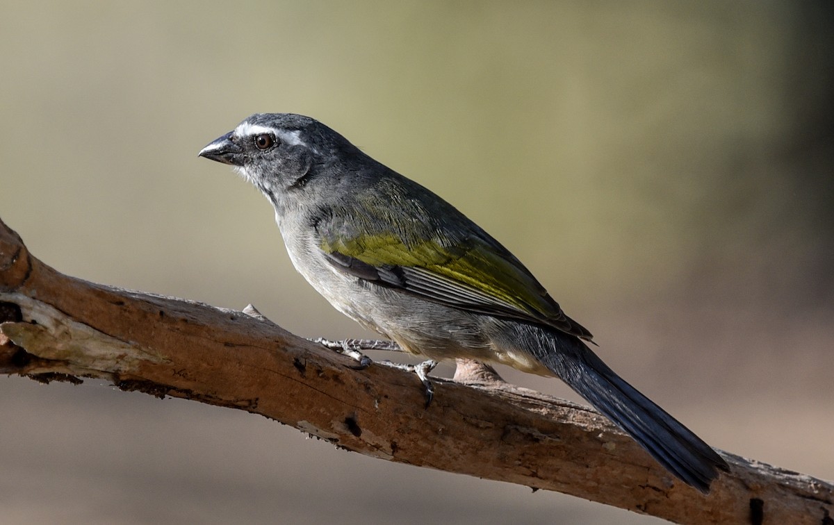 Green-winged Saltator - ML641837766