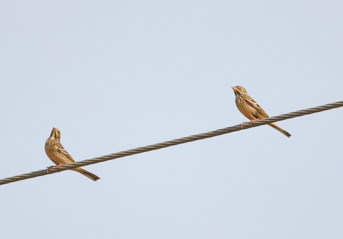 strnad zahradní - ML641837793