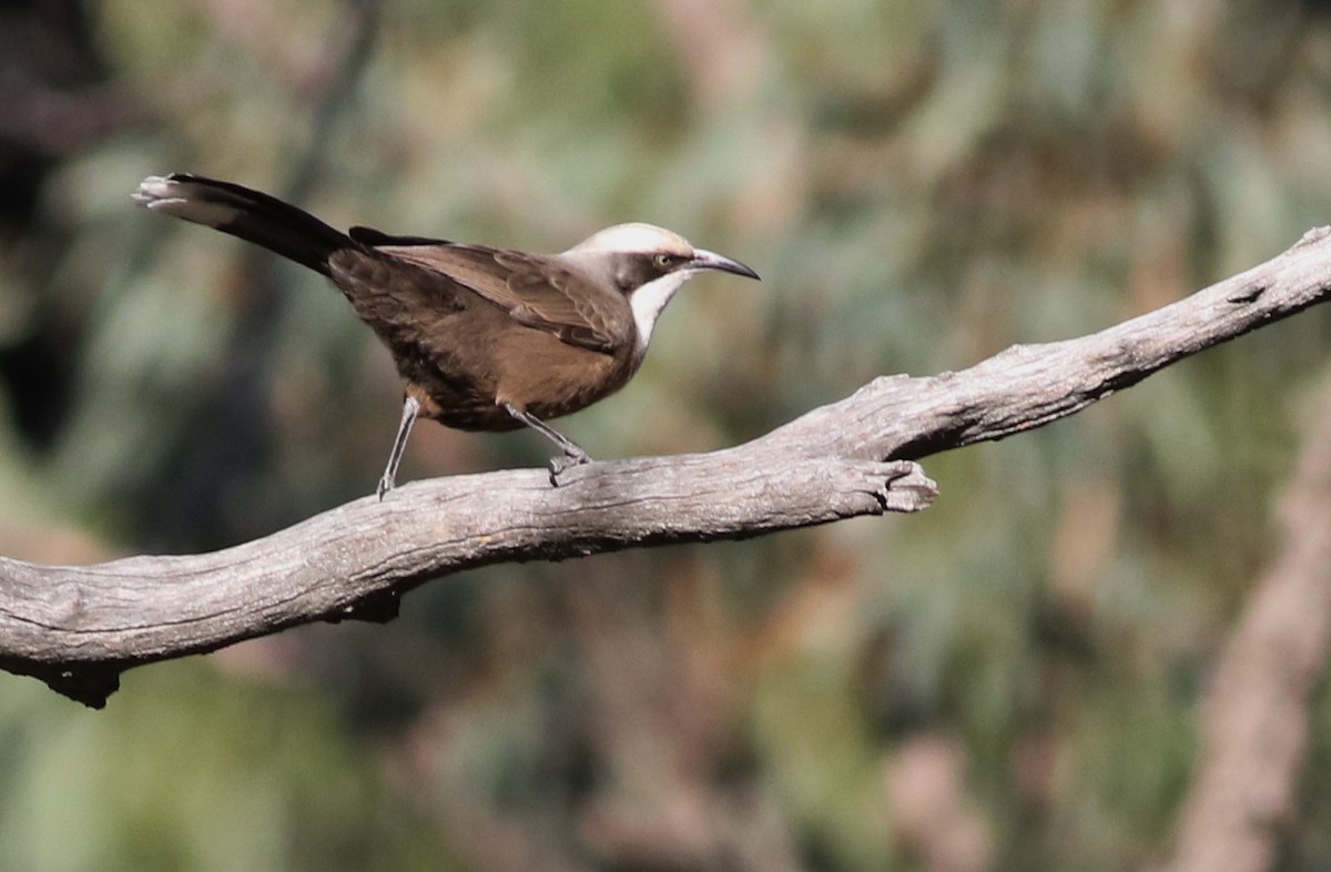 Gray-crowned Babbler - ML641837816
