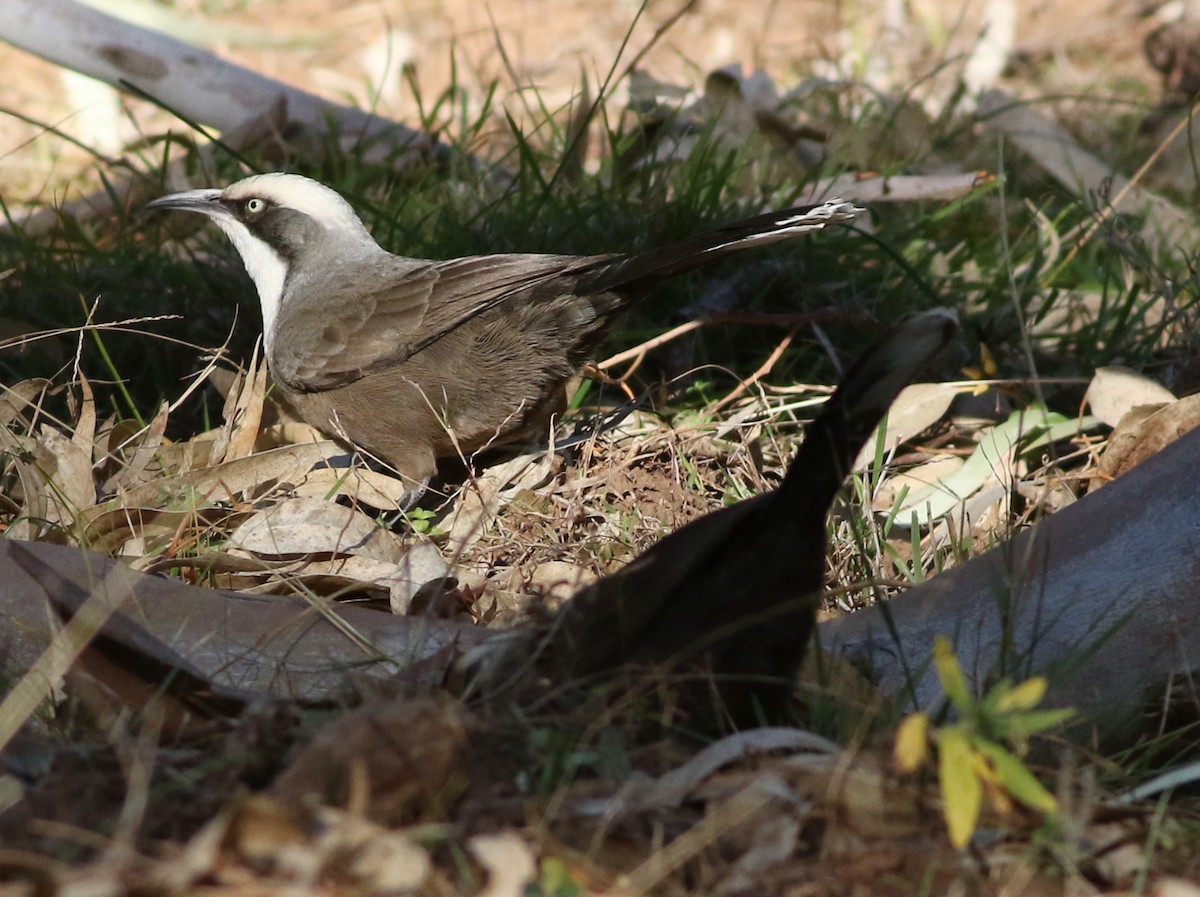 Gray-crowned Babbler - ML641837817