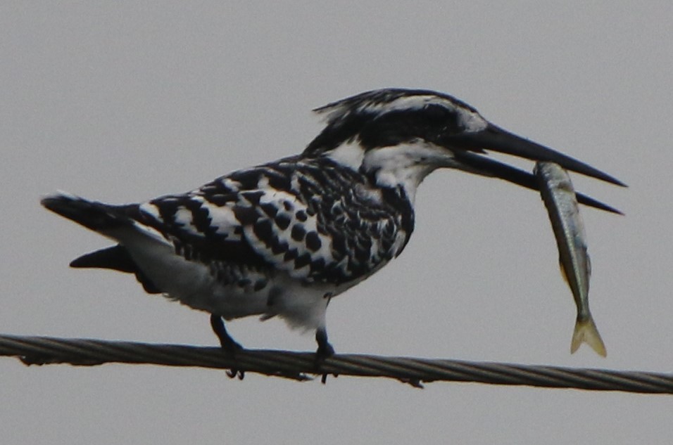 Pied Kingfisher - ML641837835