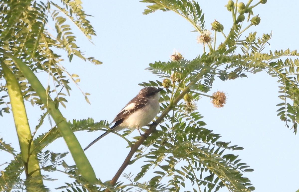 シロハラサンショウクイ - ML641837848