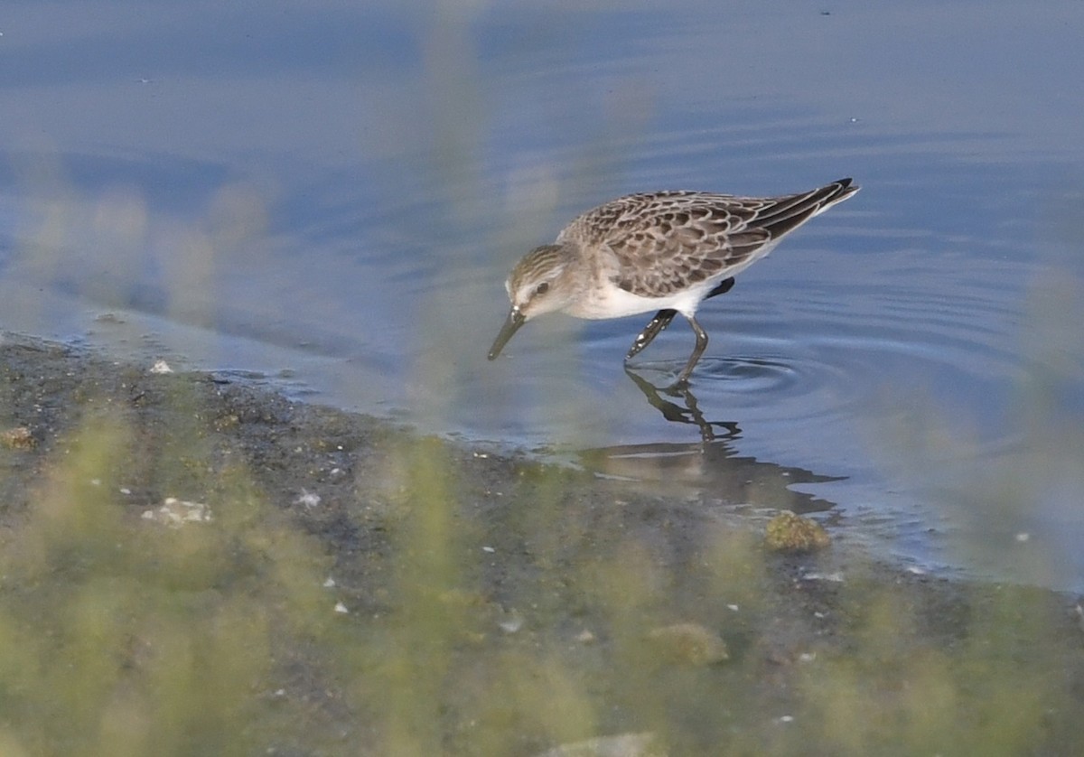 Semipalmated Sandpiper - ML641837849