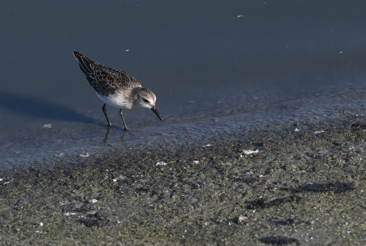 Semipalmated Sandpiper - ML641837850