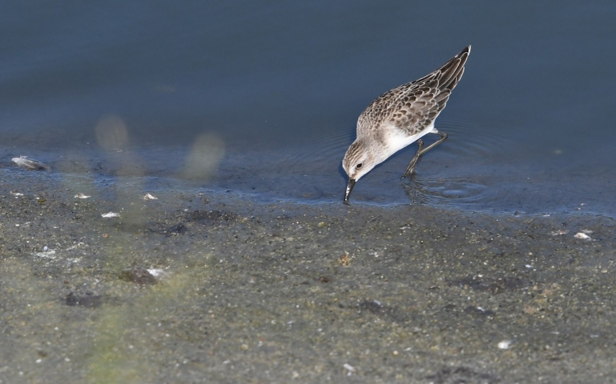 Semipalmated Sandpiper - ML641837852