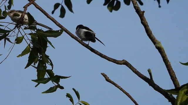 シロハラサンショウクイ - ML641837853