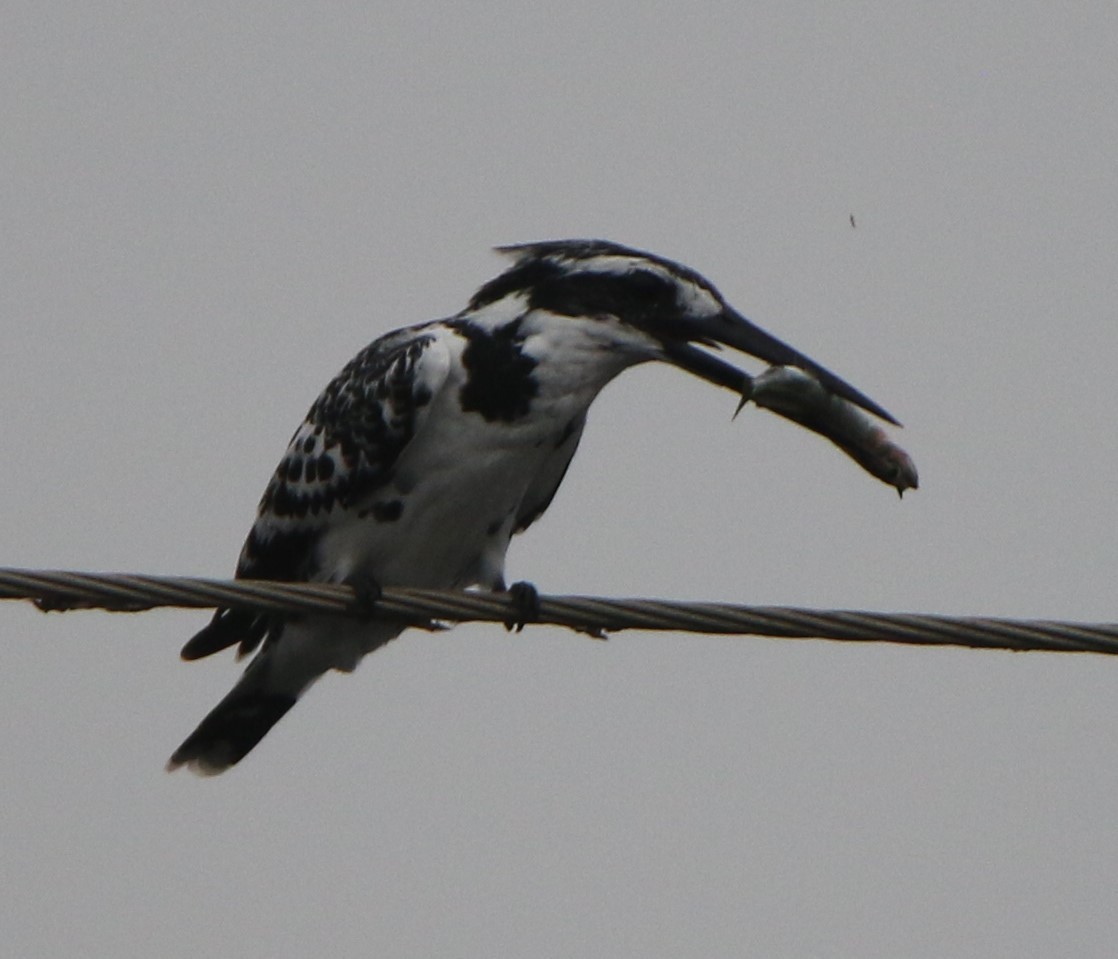 Pied Kingfisher - ML641837854