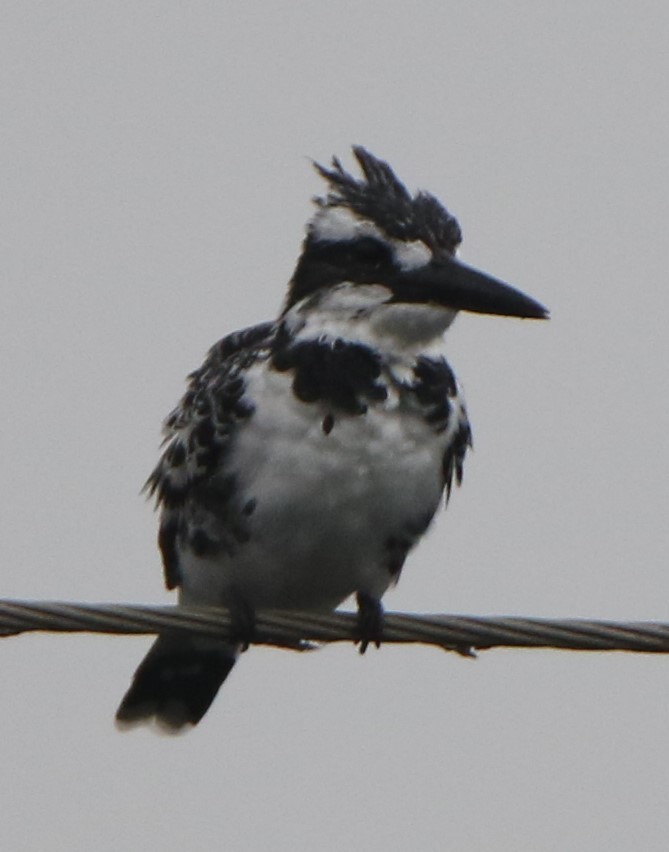 Pied Kingfisher - ML641837856