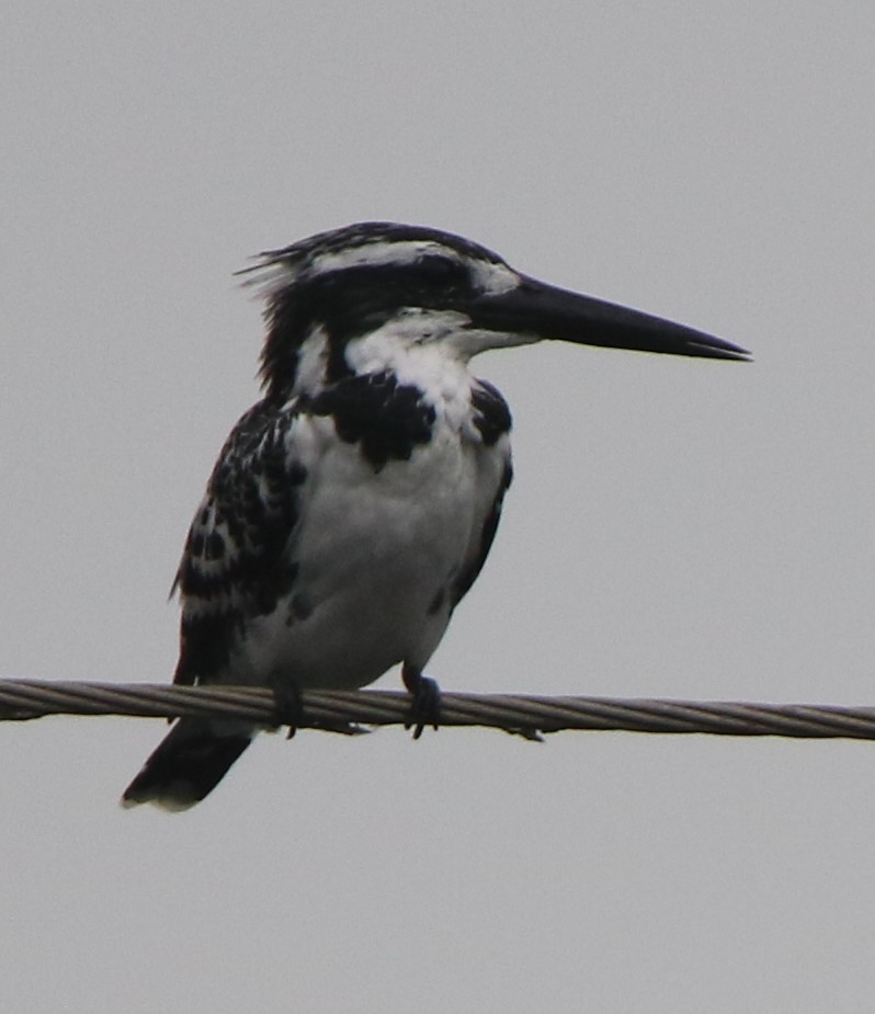 Pied Kingfisher - ML641837861