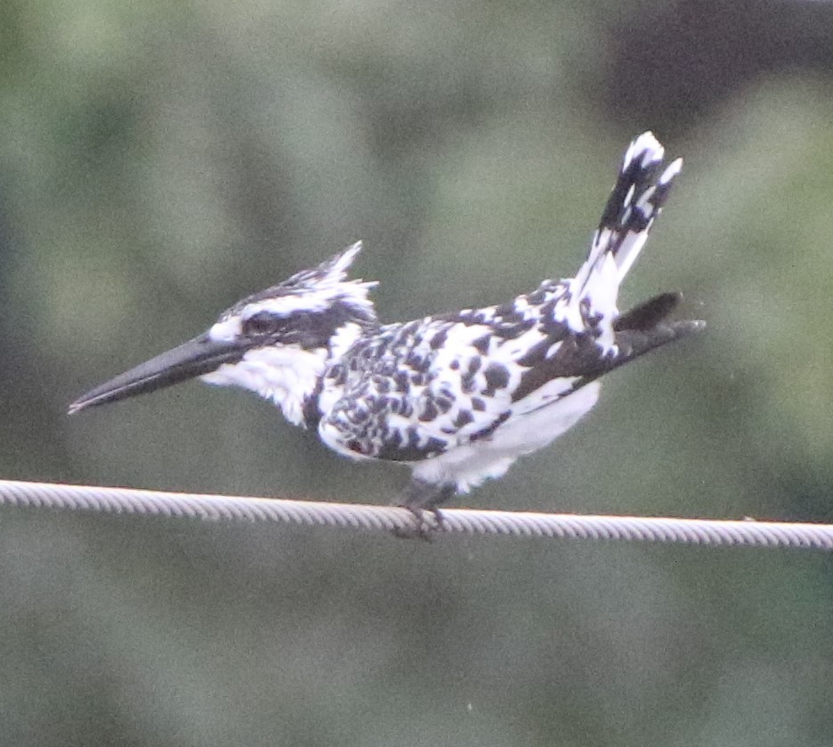 Pied Kingfisher - ML641837862