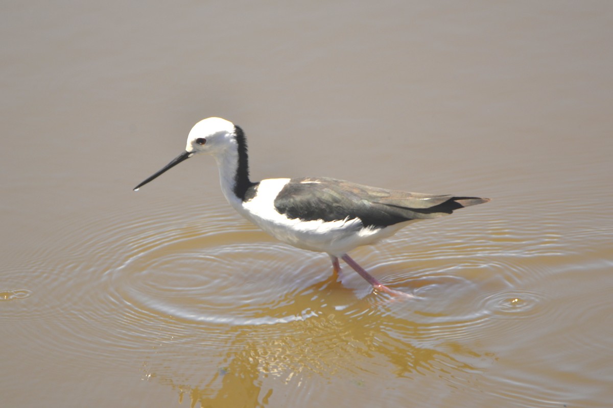 黑領高蹺鴴 - ML641837869