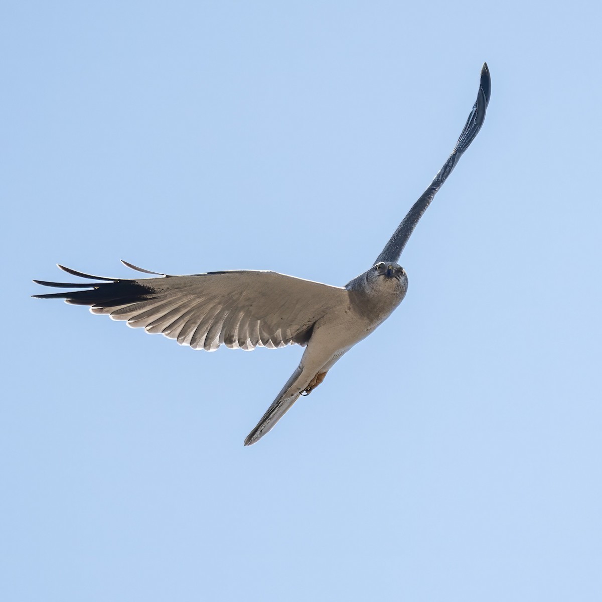 Aguilucho Papialbo - ML641837872
