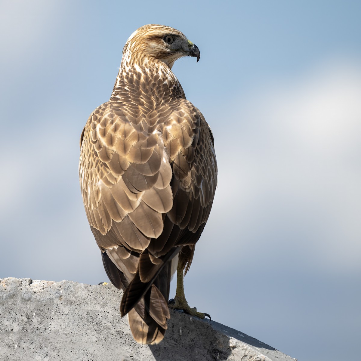 Poiana codabianca - ML641837875