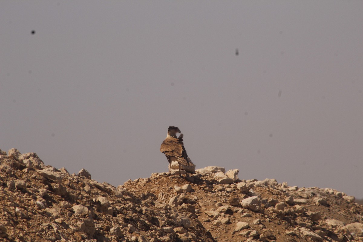 Crested Caracara - ML641837885