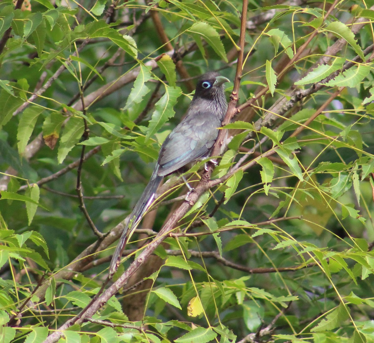 Blue-faced Malkoha - ML641837888