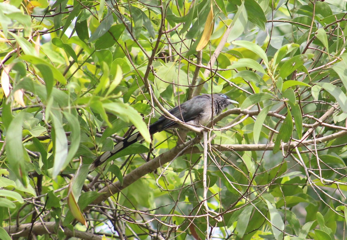 Blue-faced Malkoha - ML641837889