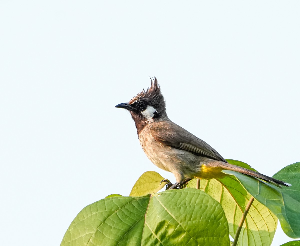 Himalayan Bulbul - ML641837893