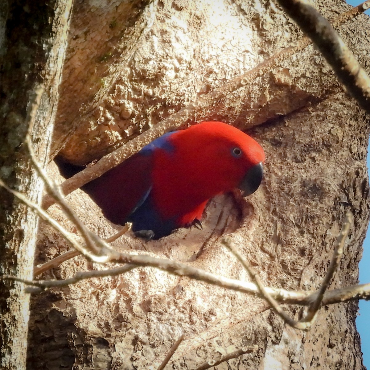 Papuan Eclectus - ML641837903