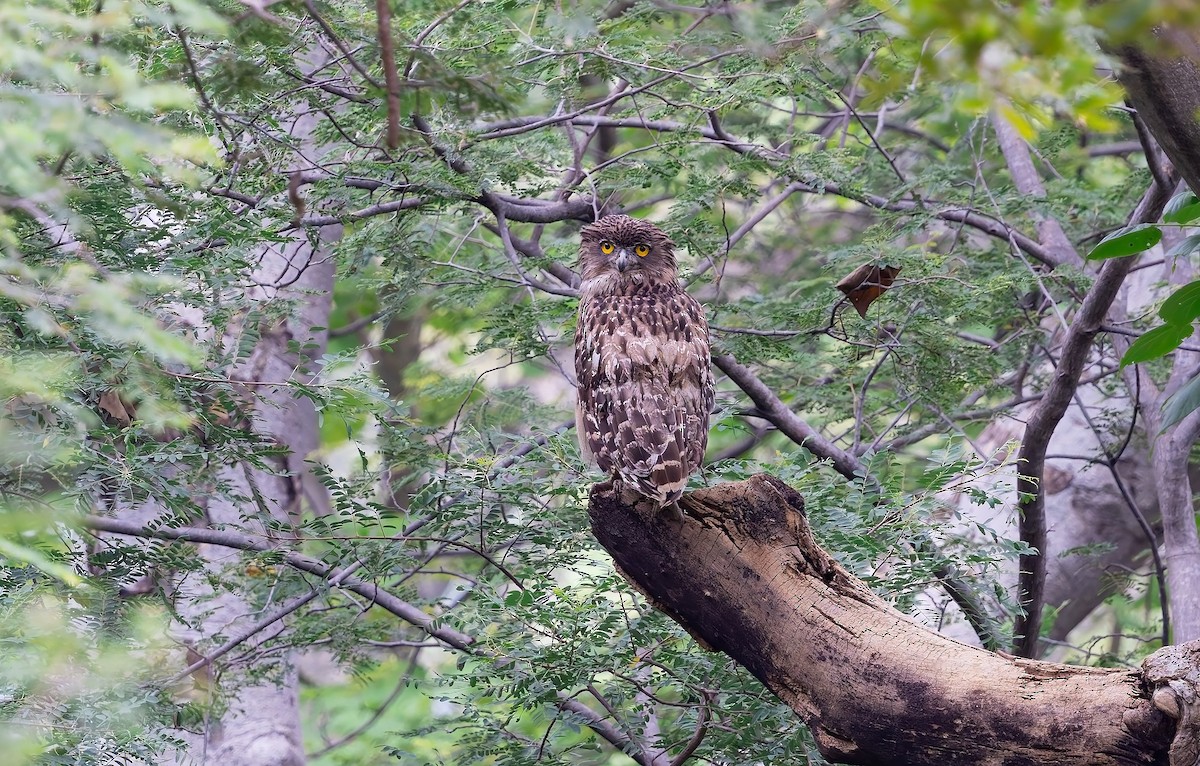 Brown Fish-Owl - ML641837909