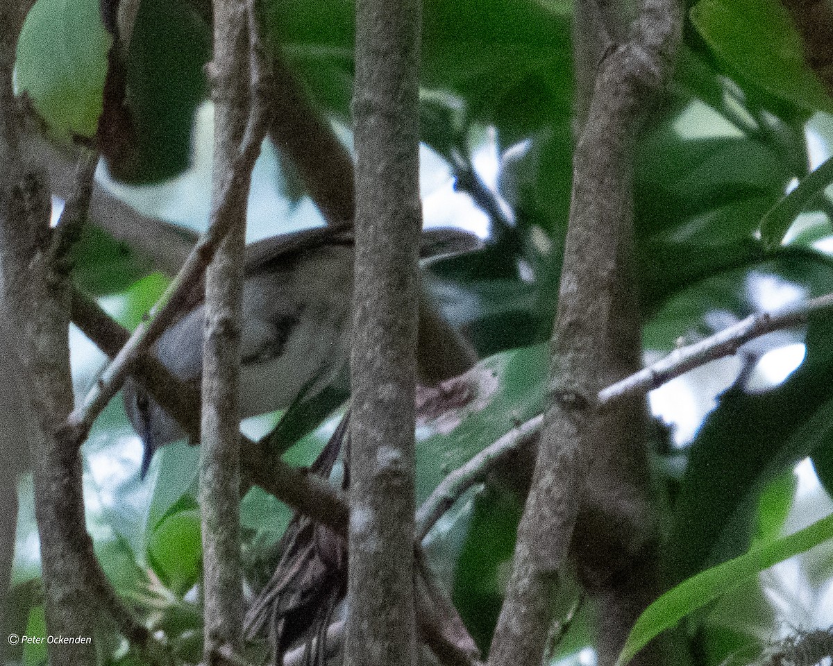 Norfolk Island Gerygone - ML641837926