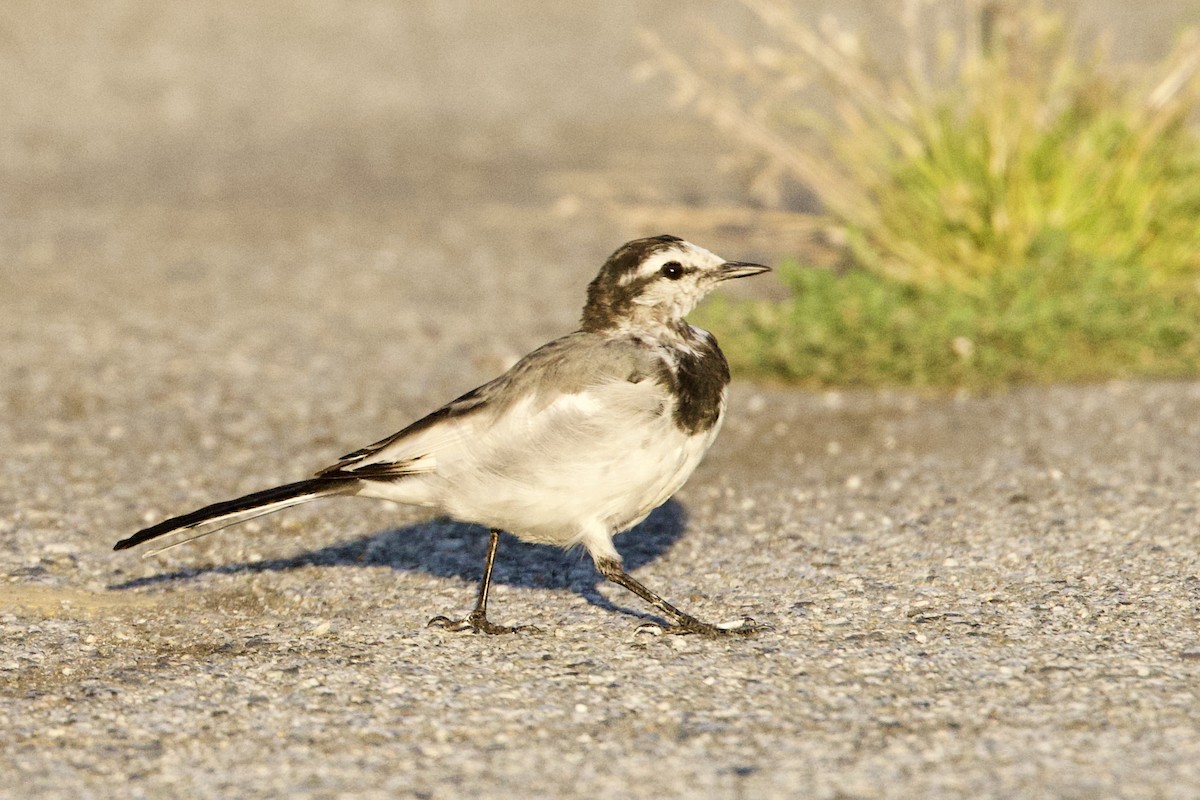 White Wagtail - ML641837929