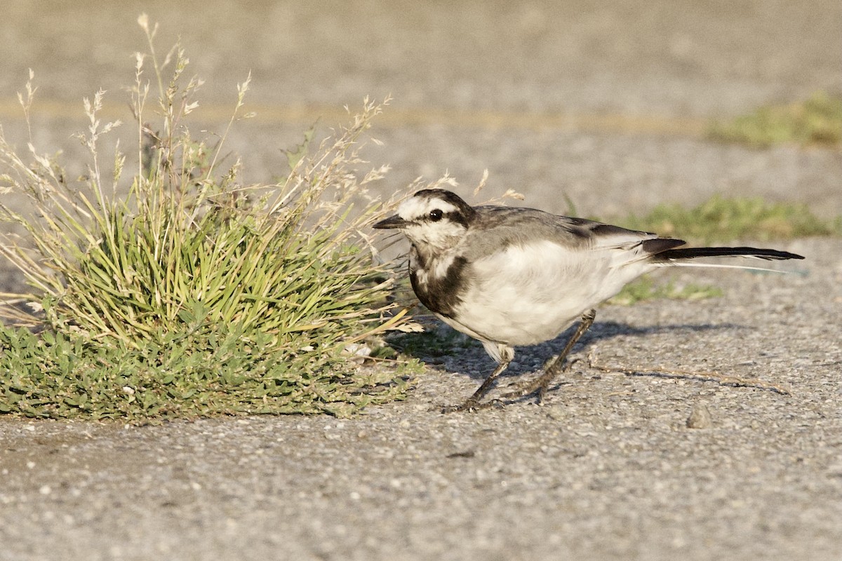 White Wagtail - ML641837930