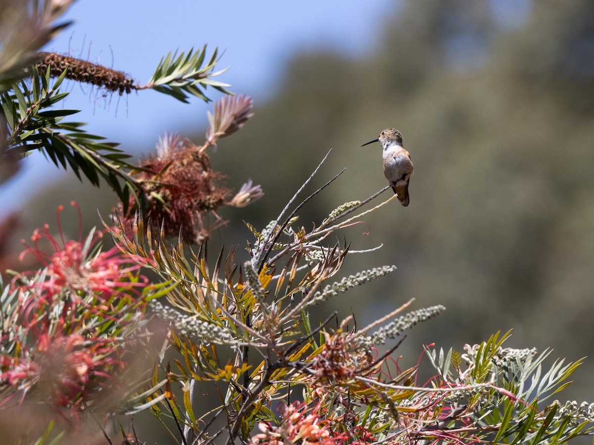 Allen's Hummingbird - ML641837932
