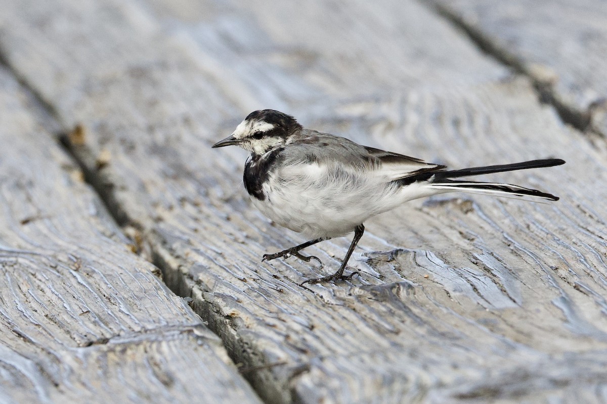 White Wagtail - ML641837937