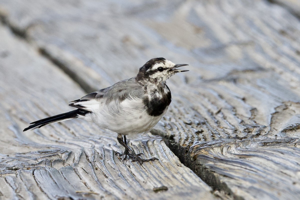 White Wagtail - ML641837940