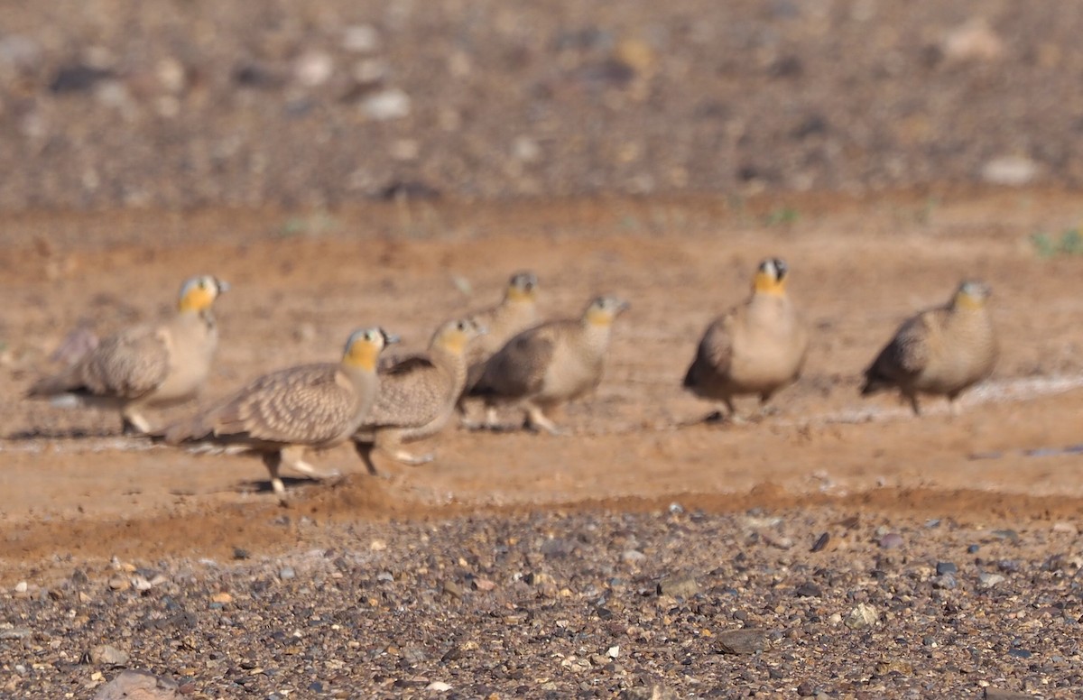 Crowned Sandgrouse - ML641837958