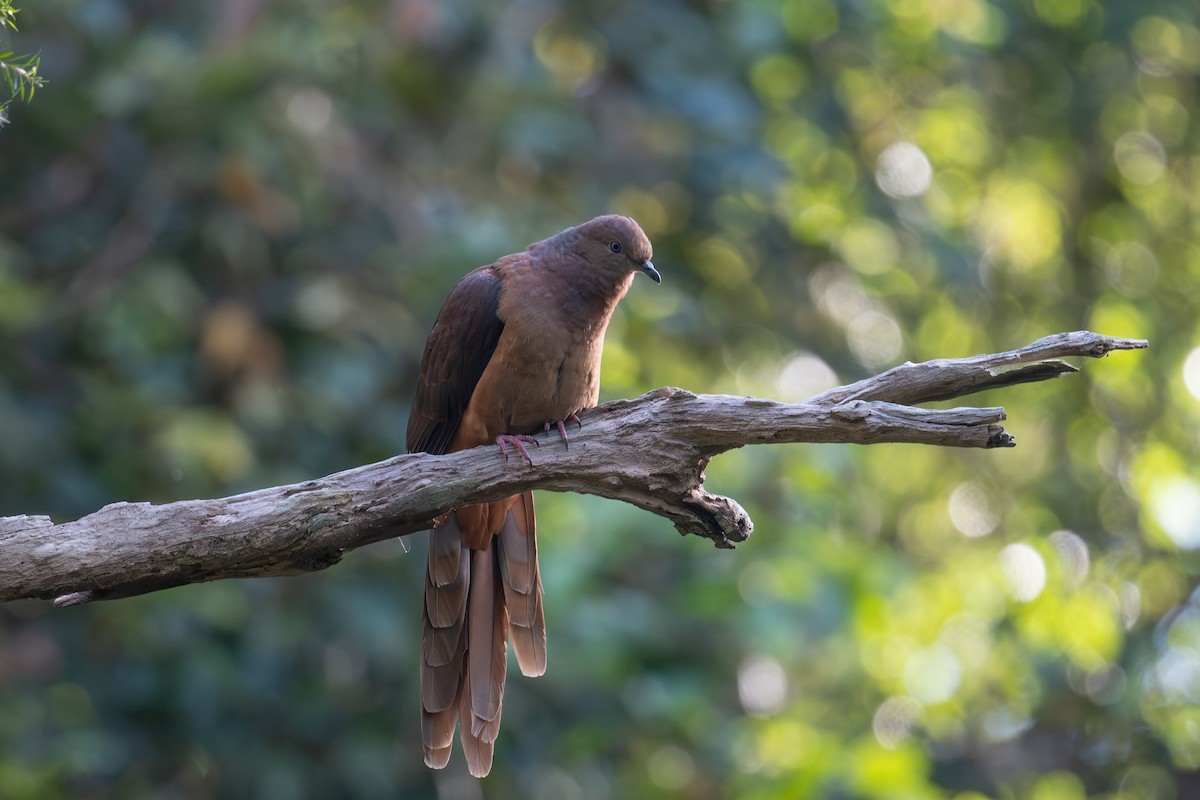 Brown Cuckoo-Dove - ML641837960