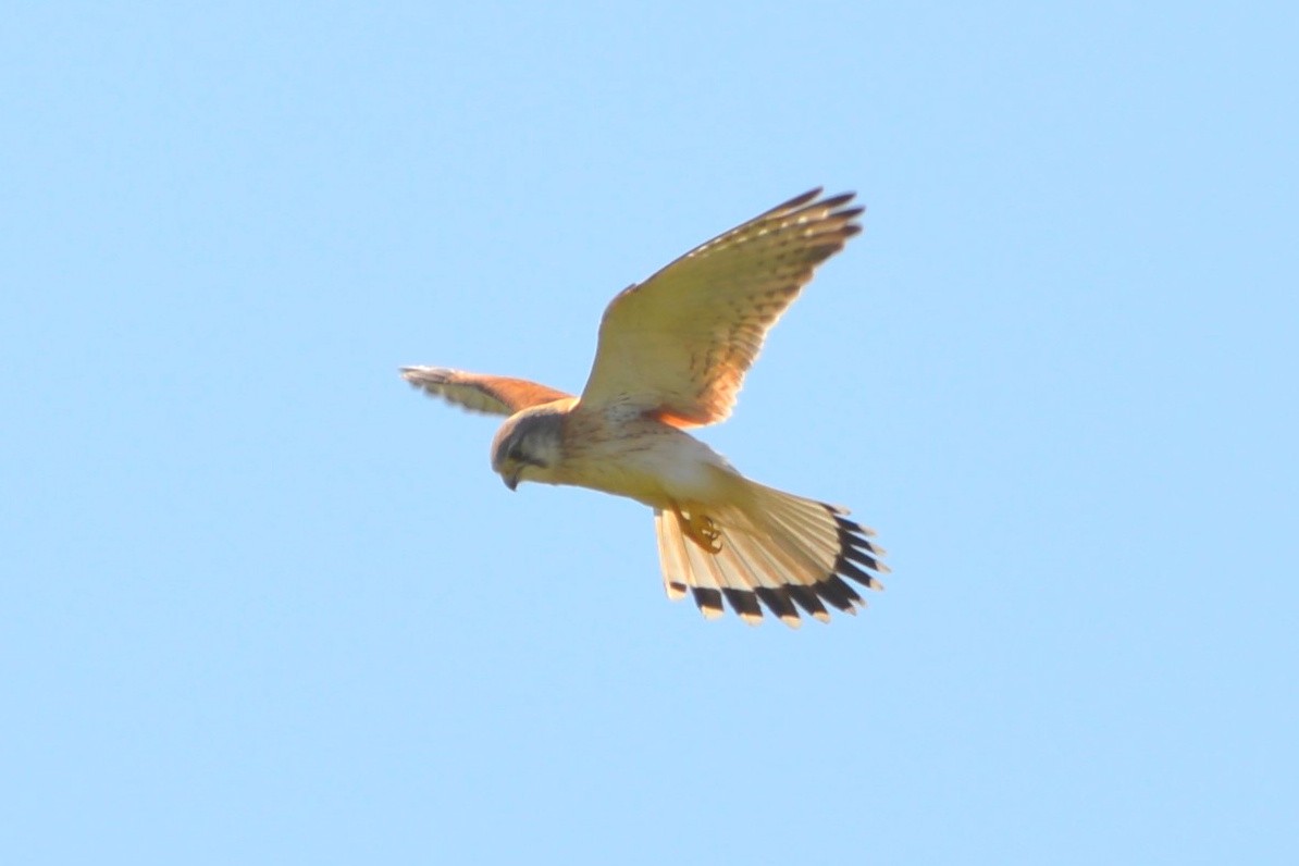 Nankeen Kestrel - ML641838004