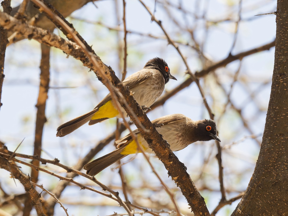 Black-fronted Bulbul - ML641838021